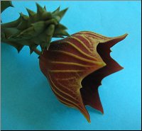 Huernia keniensis  globosa cote